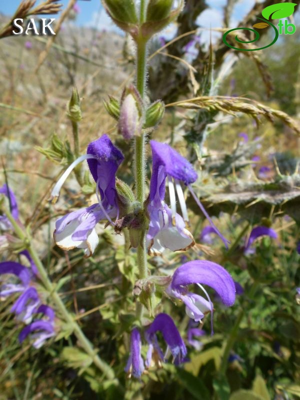 Girdev yaylası-Muğla