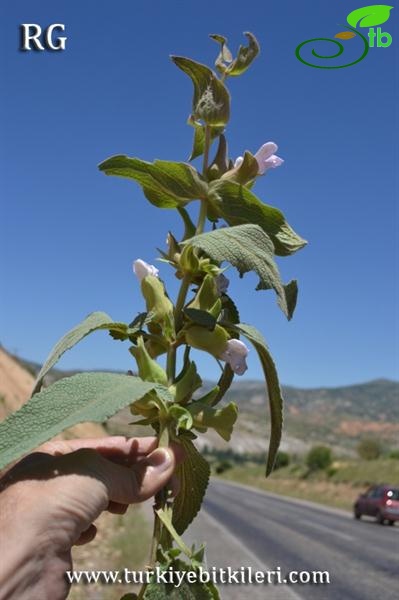 Divriği-Sivas