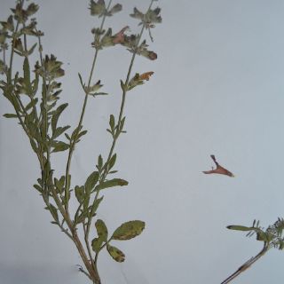 Erzincan