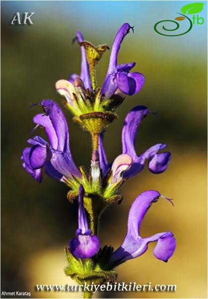 Niğde