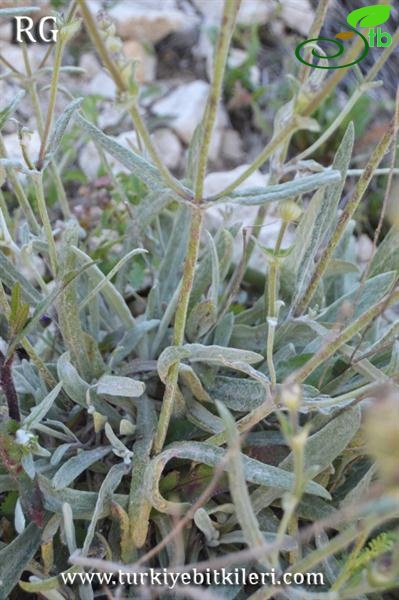 Yıldız dağları-Sivas