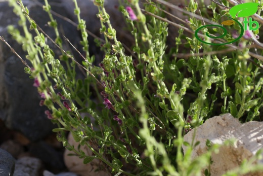 subsp brevibracteata-Muğla