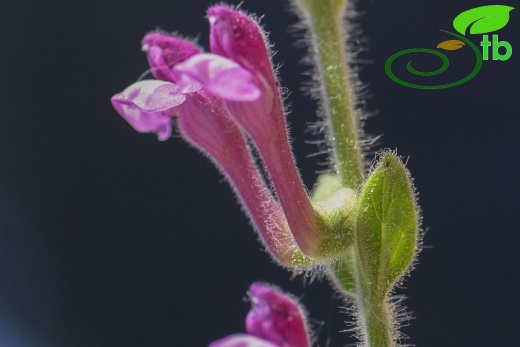 subsp brevibracteata-Muğla