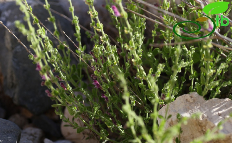 subsp brevibracteata-Muğla