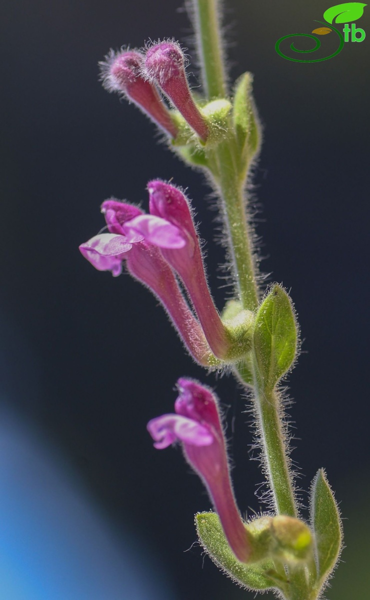 subsp brevibracteata-Muğla