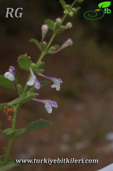 subsp. subvelutina-Anamur-Alanya