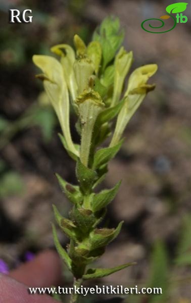 ssp santolinoides-Divriği-Sivas