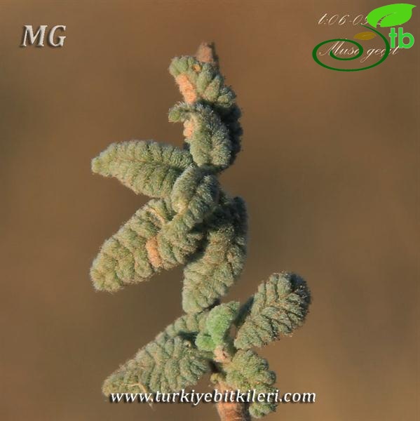 ssp haussknechti-Mardin