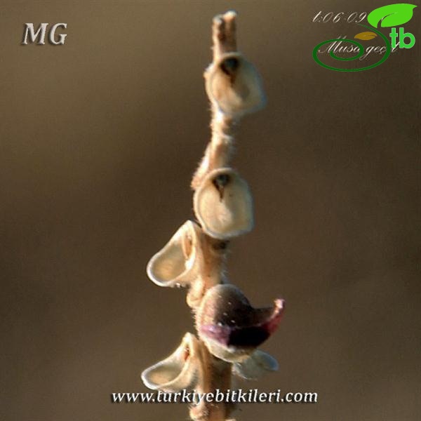 ssp haussknechti-Mardin