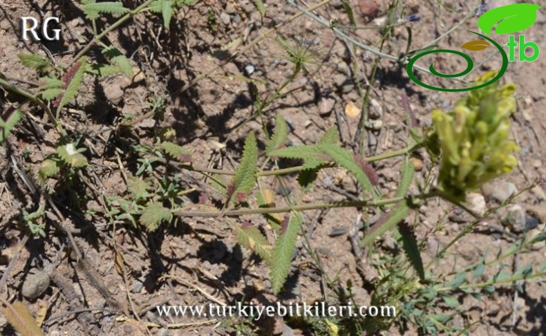 ssp santolinoides-Divriği-Sivas