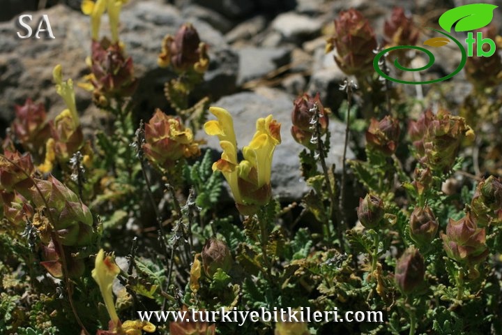 subsp. alpina var. glandulosissima