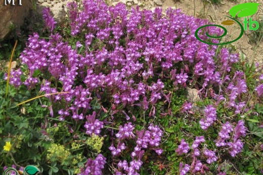 Doğu Karadeniz