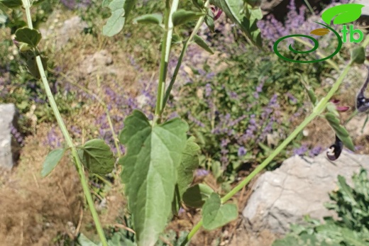 Hakkari