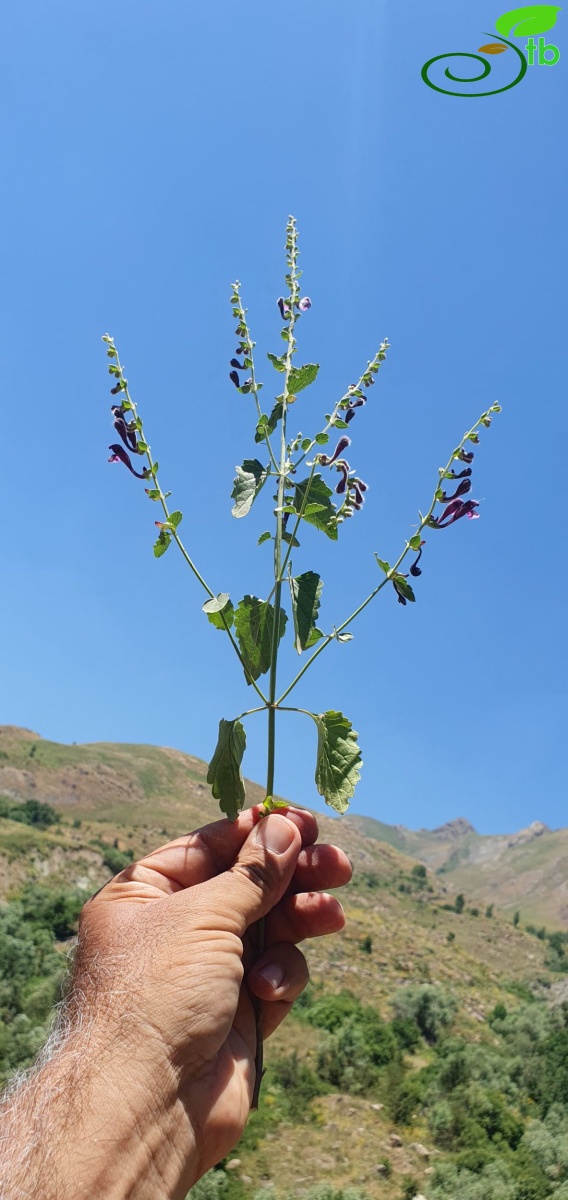 Hakkari