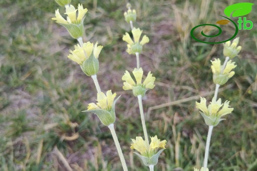 subsp. germanicopolitana-Eskişehir