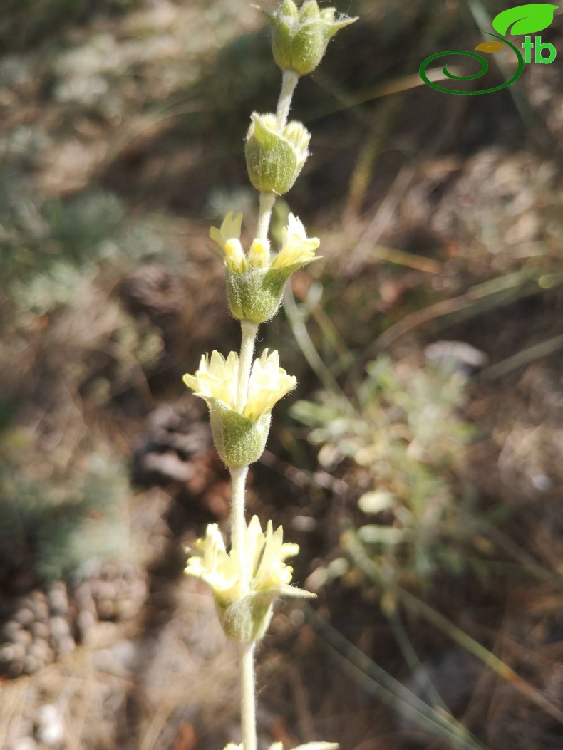 subsp. germanicopolitana-Eskişehir