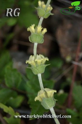 ssp germanicopolitana-Ilgaz dağları