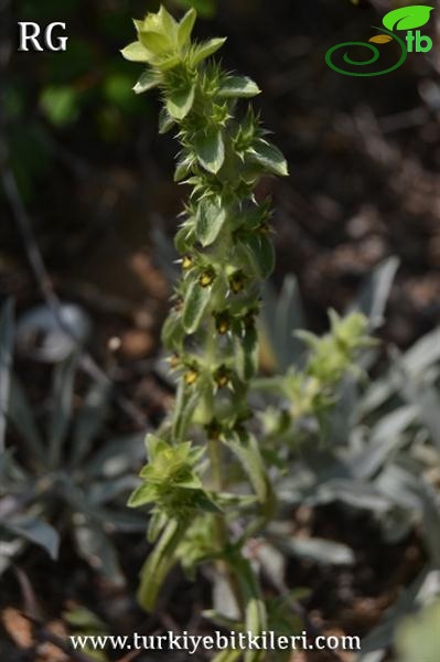 ssp remota-Sahilköy-Şile