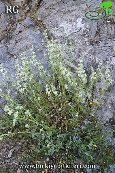 subsp annua var lycaonica-Ankara