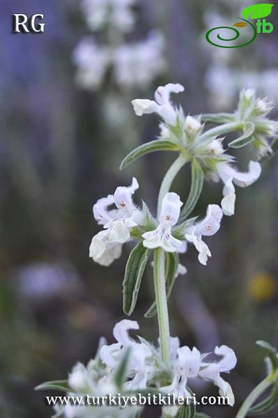 subsp annua var lycaonica-Ankara