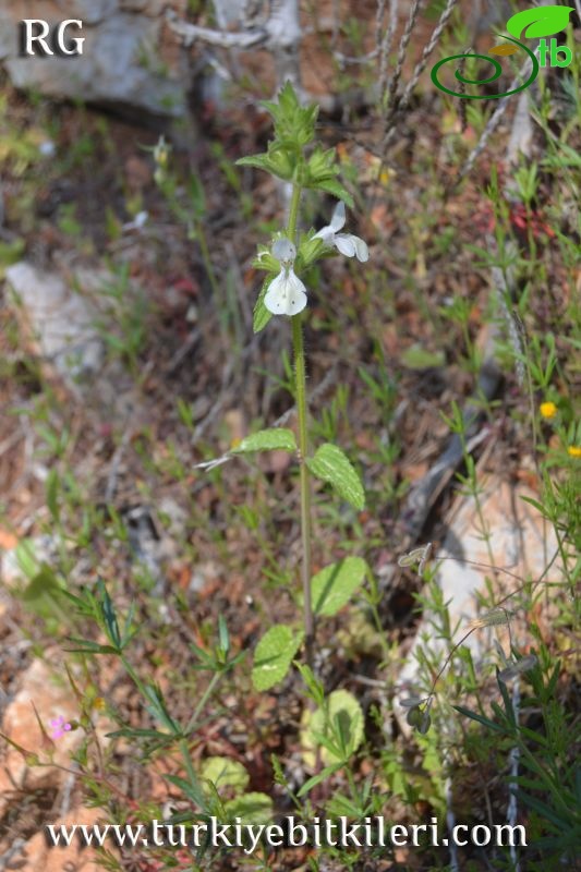 ssp ammophila-Datça-Muğla