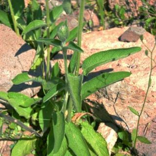 ssp balansae-Şavşat-Artvin