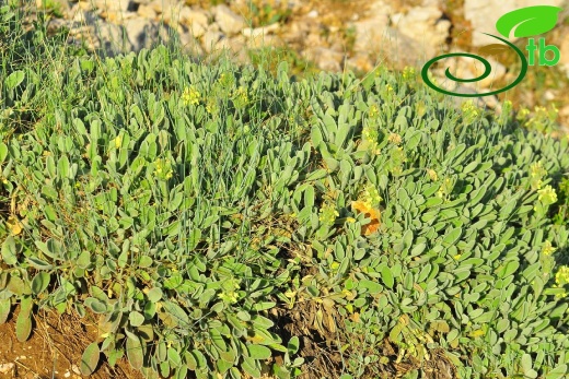 subsp. citrina- Gazipaşa
