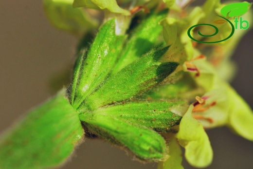 subsp. citrina- Gazipaşa