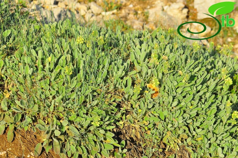 subsp. citrina- Gazipaşa