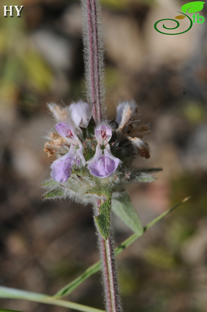 subsp anatolica- İzmir