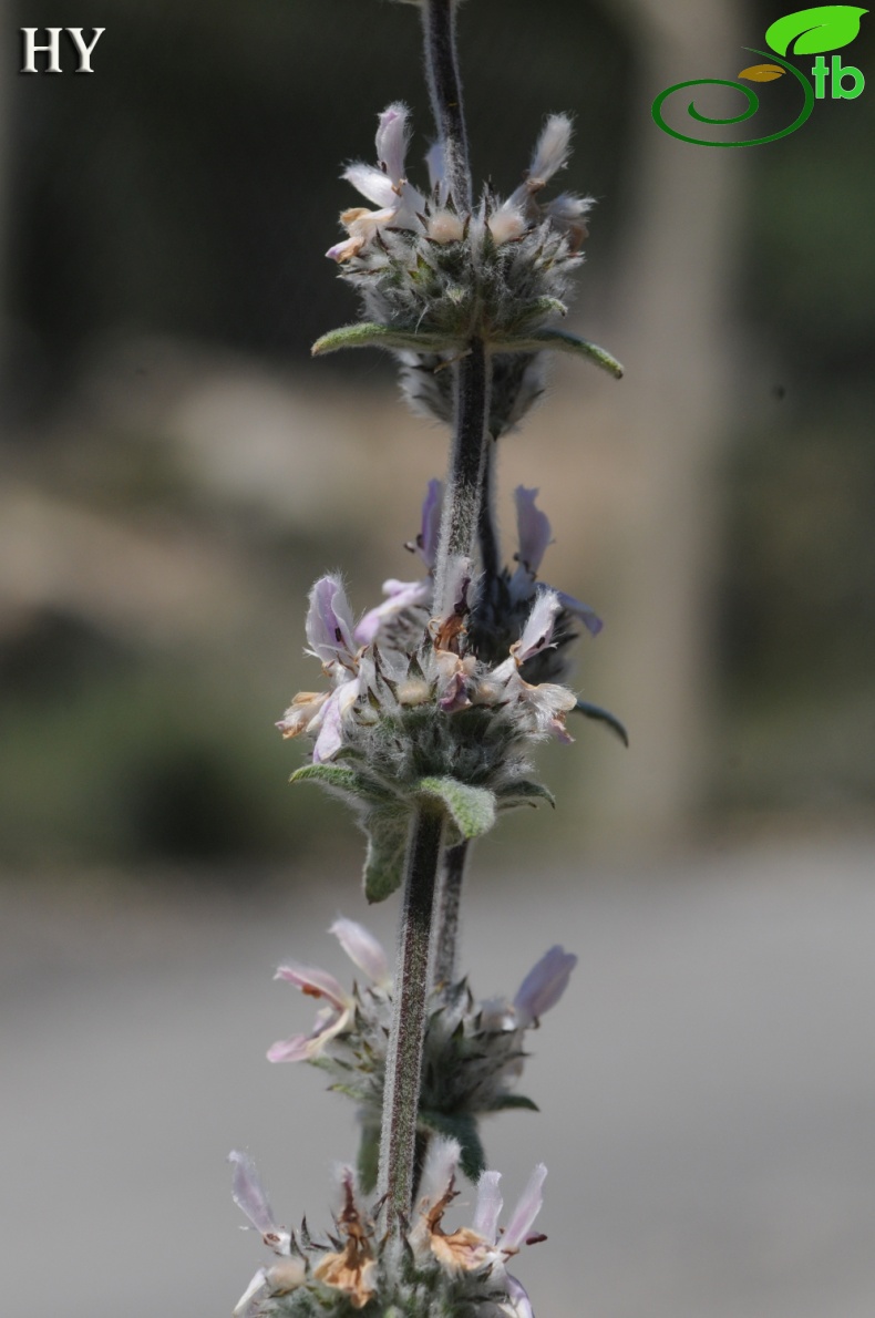 subsp anatolica- İzmir