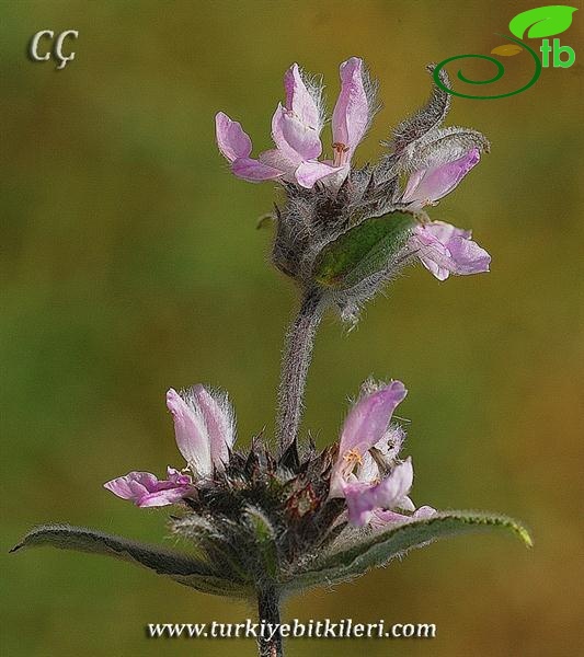 subsp. smyrnaea-İzmir