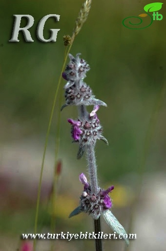 subsp. smyrnaea-İzmir