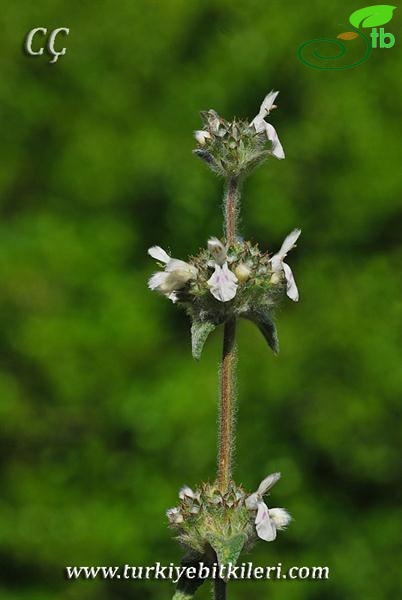 subsp. smyrnaea-İzmir