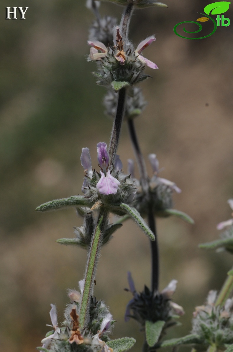 subsp anatolica- İzmir