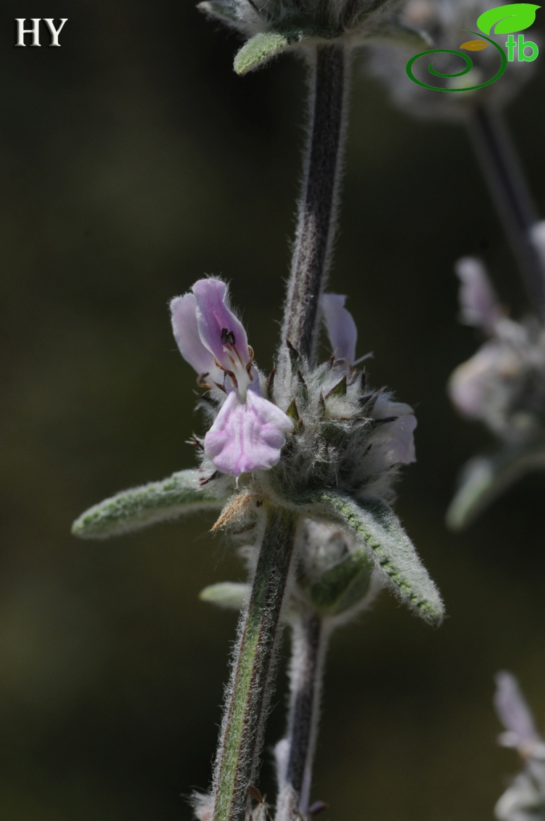 subsp anatolica- İzmir