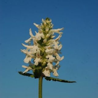 subsp balcanica-Yeniçağa-Bolu