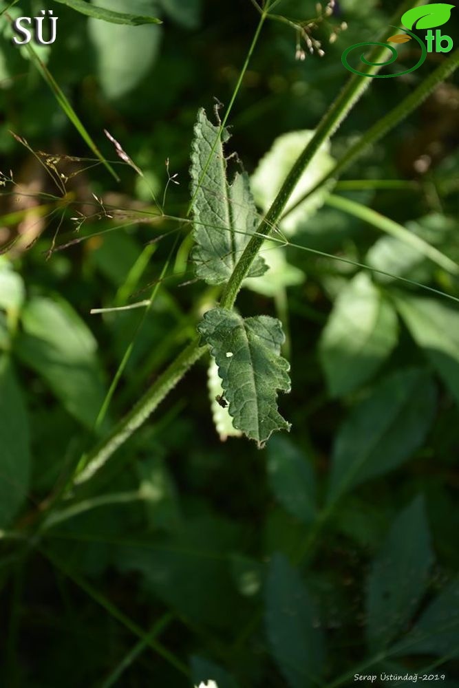 Subsp. officinalis-Şavşat-Artvin