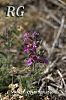 Teucrium chamaedrys 01nkara