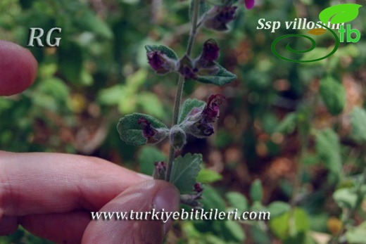 ssp villosum-Dirmil-Fethiye