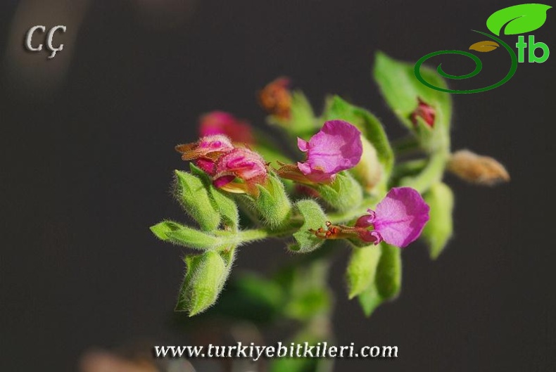 subsp.villosum-İzmir