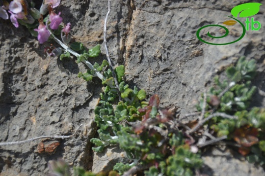 Datça