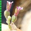 subsp. pamphylicum-Antalya