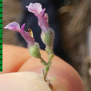 subsp. pamphylicum-Antalya