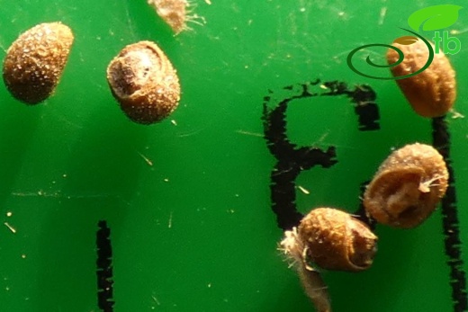 subsp. pamphylicum-Antalya