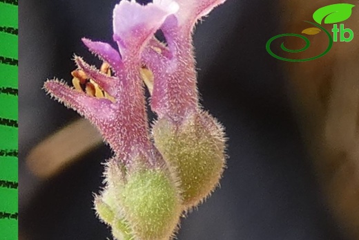 subsp. pamphylicum-Antalya