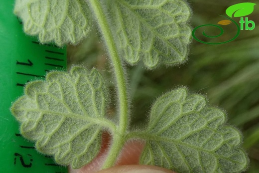 subsp. pamphylicum-Antalya