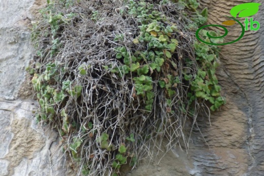 subsp. pamphylicum-Antalya