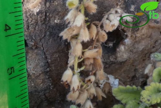 subsp. pamphylicum-Antalya