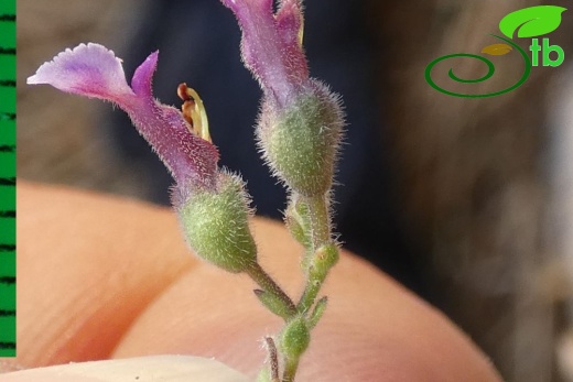 subsp. pamphylicum-Antalya